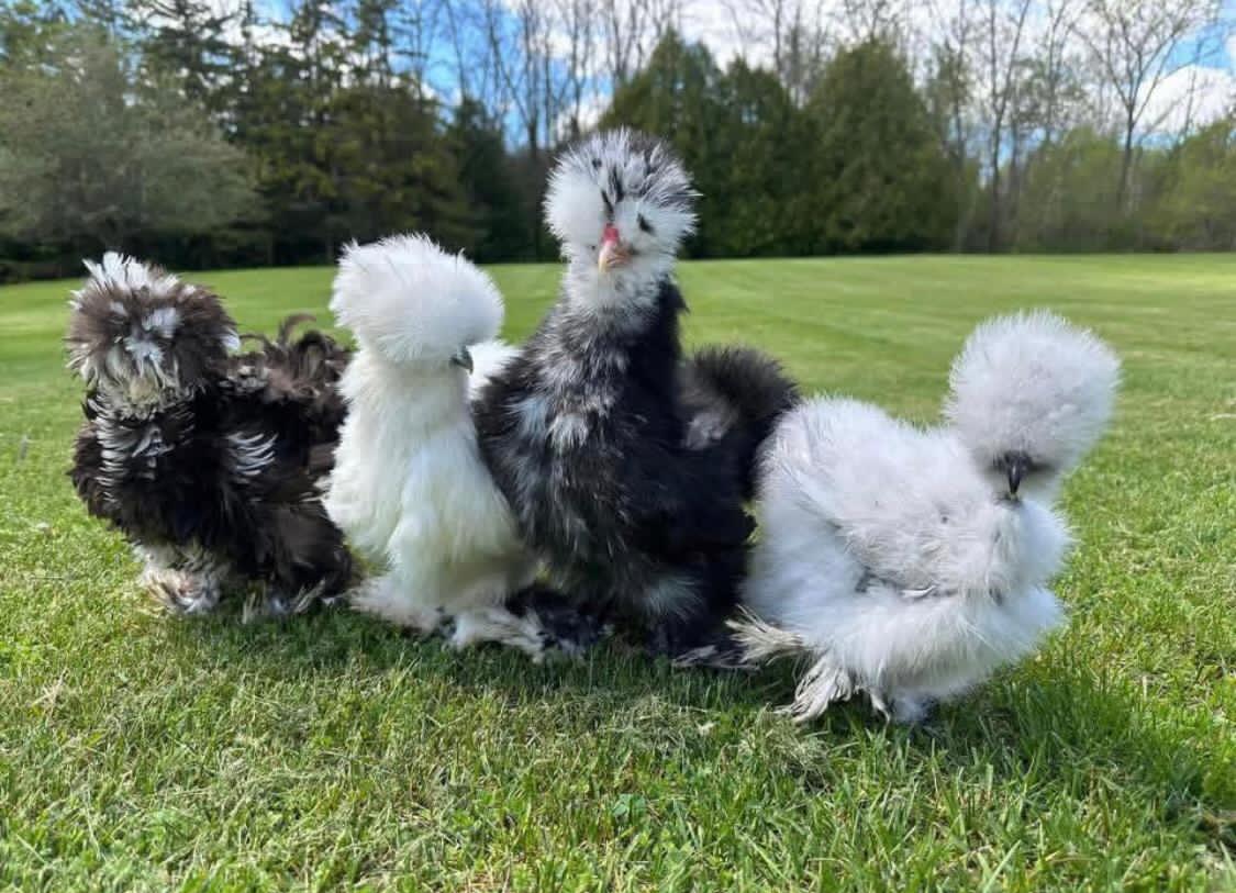 Beautiful Silkie Chicken