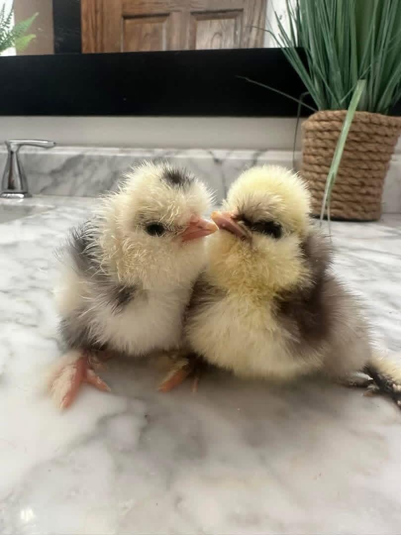 Silkie Chicken
